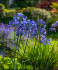 Agapanthus Lily Of The Nile, Blue (Agapanthus praecox subsp. orientalis) - PlantologyUSA - Medium