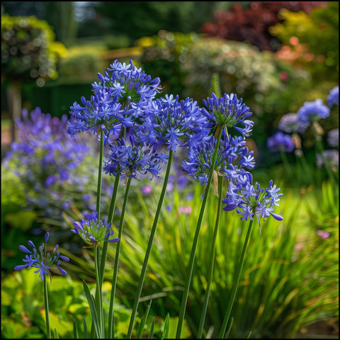 Agapanthus Lily Of The Nile, Blue (Agapanthus praecox subsp. orientalis) - PlantologyUSA - Medium