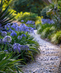 Agapanthus Lily Of The Nile, Blue (Agapanthus praecox subsp. orientalis) - PlantologyUSA - Medium