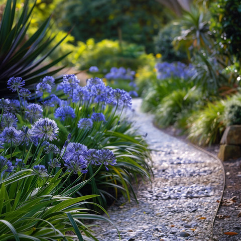 Agapanthus Lily Of The Nile, Blue (Agapanthus praecox subsp. orientalis) - PlantologyUSA - Medium