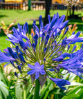 Agapanthus Lily Of The Nile, Blue (Agapanthus praecox subsp. orientalis) - PlantologyUSA - Small