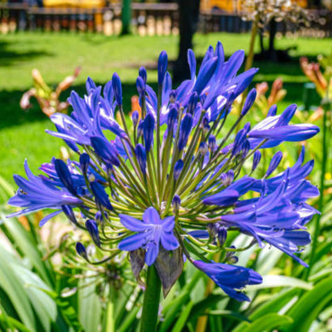 Agapanthus Lily Of The Nile, Blue (Agapanthus praecox subsp. orientalis) - PlantologyUSA - Small