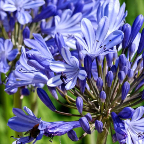 Agapanthus Lily Of The Nile, Blue (Agapanthus praecox subsp. orientalis) - PlantologyUSA - Small