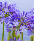 Agapanthus Lily Of The Nile, Blue (Agapanthus praecox subsp. orientalis) - PlantologyUSA - Small