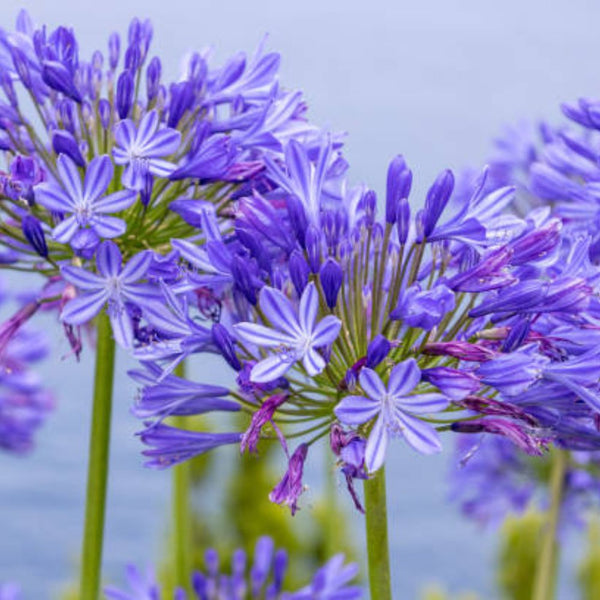 blue lily flower meaning Blue Agapanthus Lily of the Nile