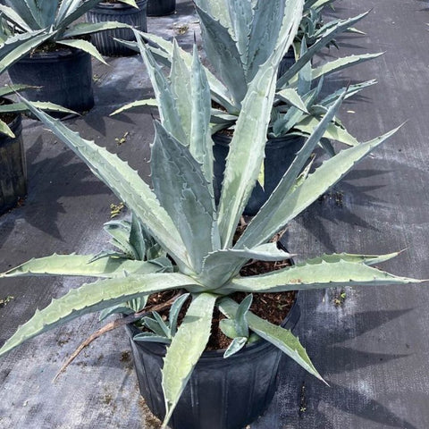 Agave Blue (Agave tequilana 'Azul') - PlantologyUSA - 3 Gallon