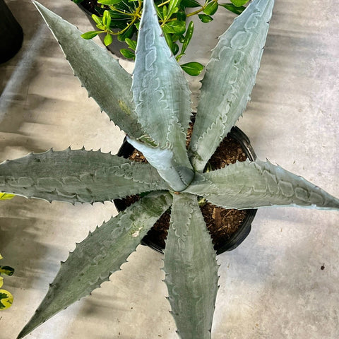 Agave Blue (Agave tequilana 'Azul') - PlantologyUSA - 3 Gallon