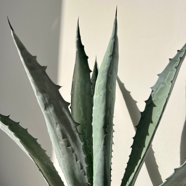 Agave Blue (Agave tequilana 'Azul')