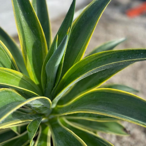 Agave Desmettiana ‘Variegata’