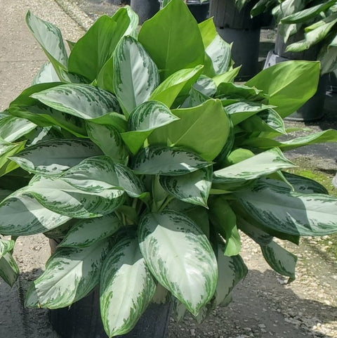 Aglaonema 'Silver Bay' - PlantologyUSA - 2-3.5 feet