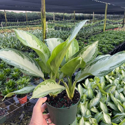 Aglaonema 'Silver Bay' - PlantologyUSA - 2-3.5 feet