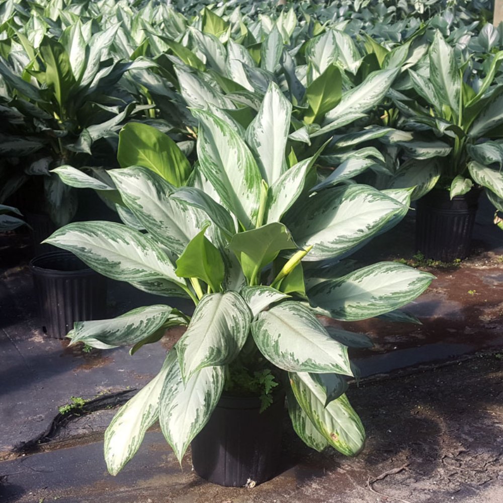 large aglaonema Aglaonema 'Silver Bay'for Sale