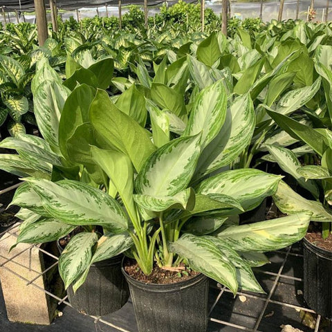 Aglaonema 'Silver Bay' - PlantologyUSA - 2-3.5 feet