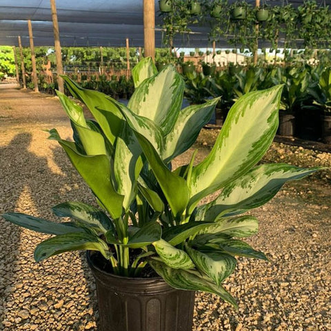 Aglaonema 'Silver Bay' - PlantologyUSA - 2-3.5 feet