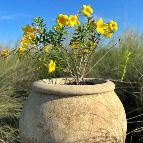 Allamanda Bush Yellow (Allamanda cathartica) - PlantologyUSA - Medium
