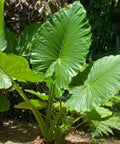 Alocasia "Borneo Giant" (Alocasia macrorrhizos) - PlantologyUSA - Large 36"