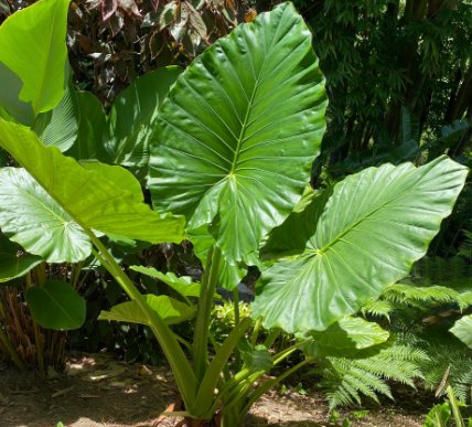 Alocasia "Borneo Giant" (Alocasia macrorrhizos) - PlantologyUSA - Large 36"