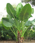 Alocasia "Borneo Giant" (Alocasia macrorrhizos) - PlantologyUSA - Large 36"