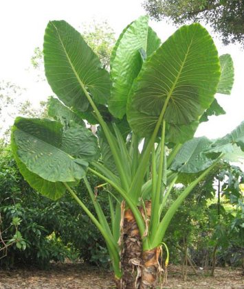 Alocasia "Borneo Giant" (Alocasia macrorrhizos) - PlantologyUSA - Large 36"