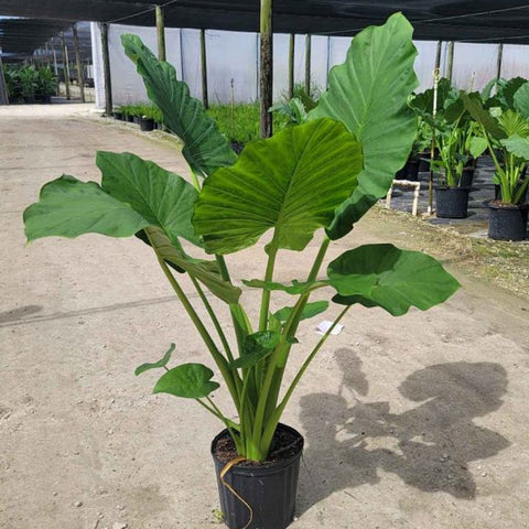 moving elephant ear plant Alocasia Calidora - Majestic Elephant Ear Plant