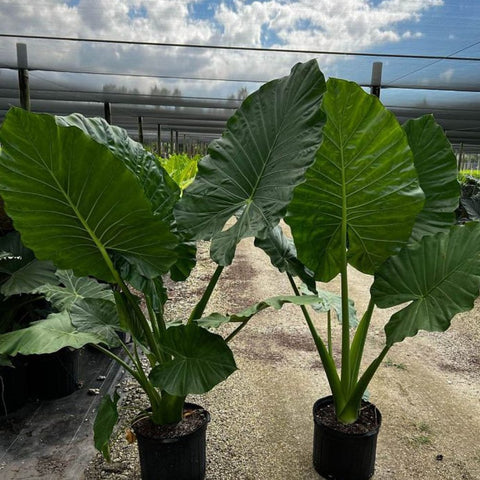 mature elephant ear plant Alocasia Calidora - Majestic Elephant Ear Plant