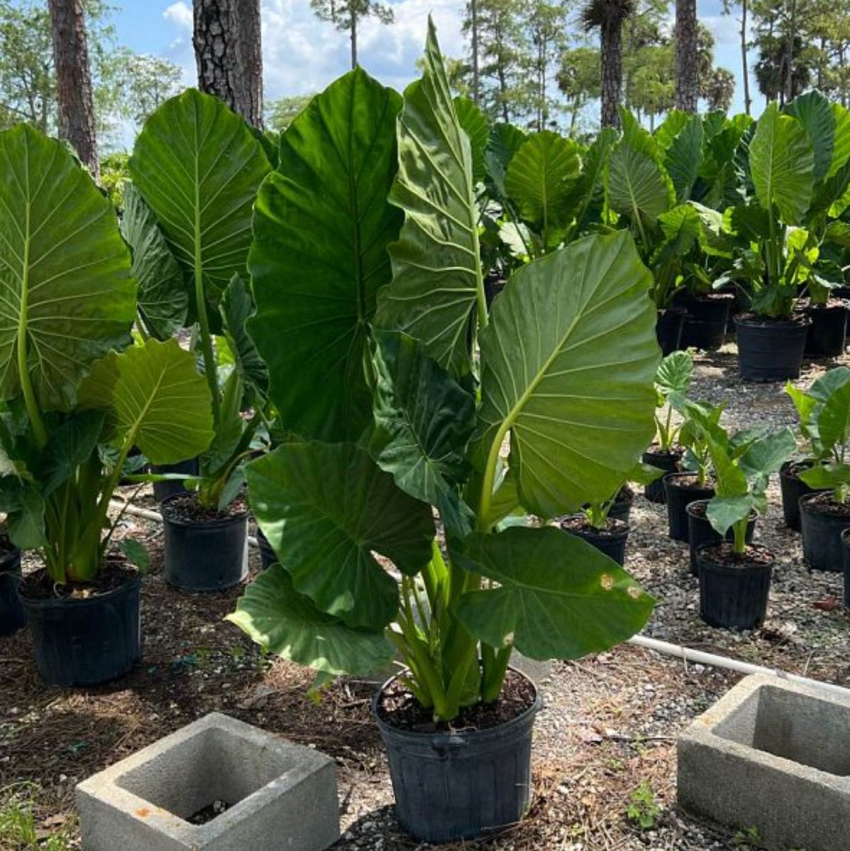 Alocasia 'Calidora', Elephant Ear (Alocasia Calidora)