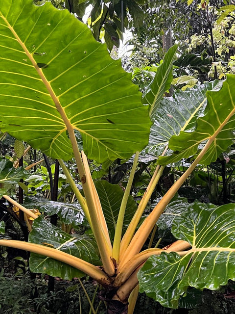 Alocasia Lutea (Alocasia 'Lutea') - PlantologyUSA - 3 Gallon