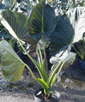 Alocasia "Regal Sheilds" (Alocasia 'Regal Shield') - PlantologyUSA - Extra Large 5-6'