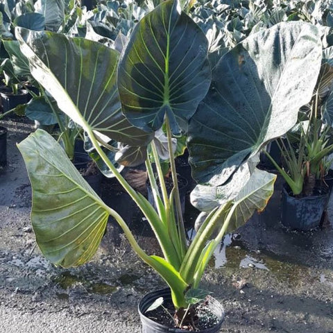 philodendron regal shield Alocasia "Regal Sheilds" for Sale