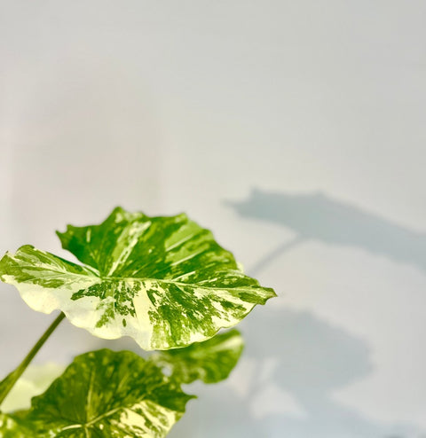 giant taro plant indoor Alocasia 'Variegata' - Exotic Giant Taro Plant