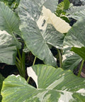 Alocasia 'Variegata' (Giant Taro) - PlantologyUSA - 1 Gallon