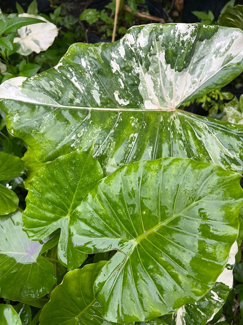 variegated large elephant ear plants Alocasia 'Variegata' - Exotic Giant Taro Plant