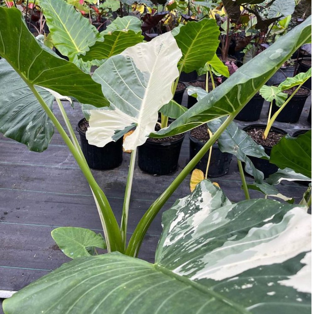 giant taro plant indoor Alocasia 'Variegata' - Exotic Giant Taro Plant