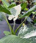 Alocasia 'Variegata' (Giant Taro) - PlantologyUSA - 1 Gallon