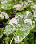 Alocasia 'Variegata' (Giant Taro) - PlantologyUSA - 1 Gallon