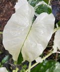 Alocasia 'Variegata' (Giant Taro) - PlantologyUSA - 1 Gallon