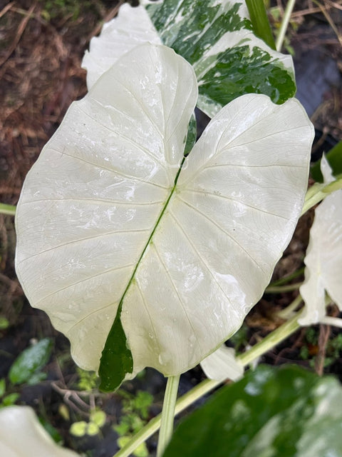 albino elephant ear plant Alocasia 'Variegata' - Exotic Giant Taro Plant