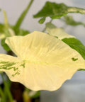 Alocasia 'Variegata' (Giant Taro) - PlantologyUSA - 1 Gallon