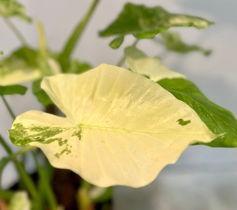 giant taro plant indoor Alocasia 'Variegata' - Exotic Giant Taro Plant