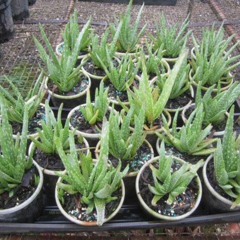 aloe vera plant on sale Aloe Vera - Medicinal Aloe Plant