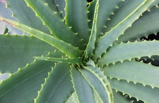 Aloe vera, Medicinal Aloe - PlantologyUSA - Medium 14-18"
