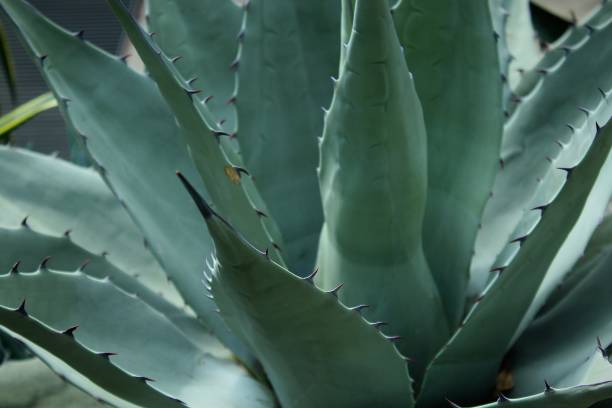 American Century Plant for Sale