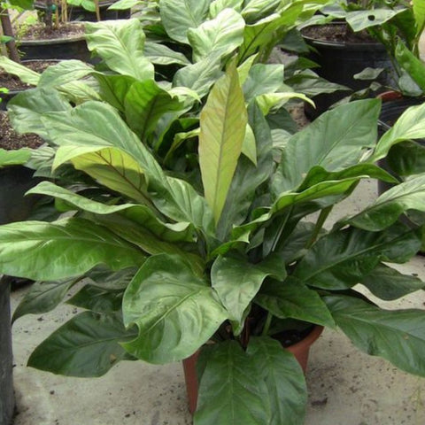 Anthurium Jungle (Anthurium Andraeanum) - PlantologyUSA - 1 Gallon