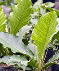 Anthurium Jungle (Anthurium Andraeanum) - PlantologyUSA - 1 Gallon