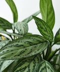 Apoballis Lavallael (Apoballis acuminatissima 'Lavallaei') - PlantologyUSA - 1 Gallon