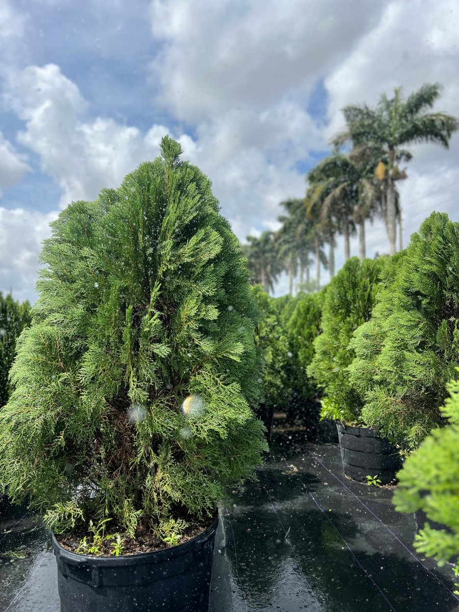 Arbovitae - Elegant Thuja Orientalis | Plantology – Plantology USA