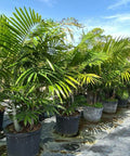 Areca Palm (Dypsis Lutescens) - PlantologyUSA - 3-4 feet