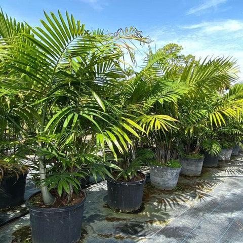 Areca Palm (Dypsis Lutescens) - PlantologyUSA - 3-4 feet