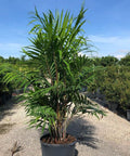Areca Palm (Dypsis Lutescens) - PlantologyUSA - 3-4 feet