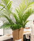 Areca Palm (Dypsis Lutescens) - PlantologyUSA - 3-4 Feet